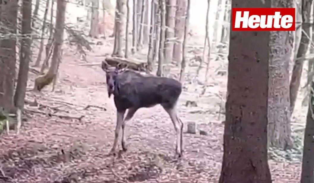 Ein neues Video zeigt, wie Emil nach 34 Tagen in Österreich Richtung Tschechien weiterzieht.