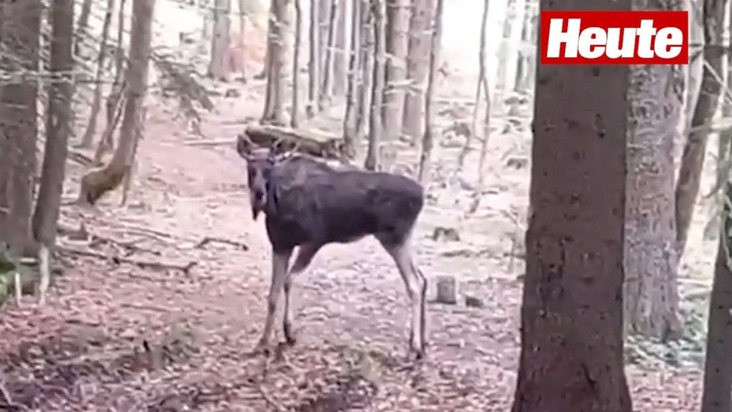 Heute.at - Elch Emil nun in Freiheit – hier das erste Video