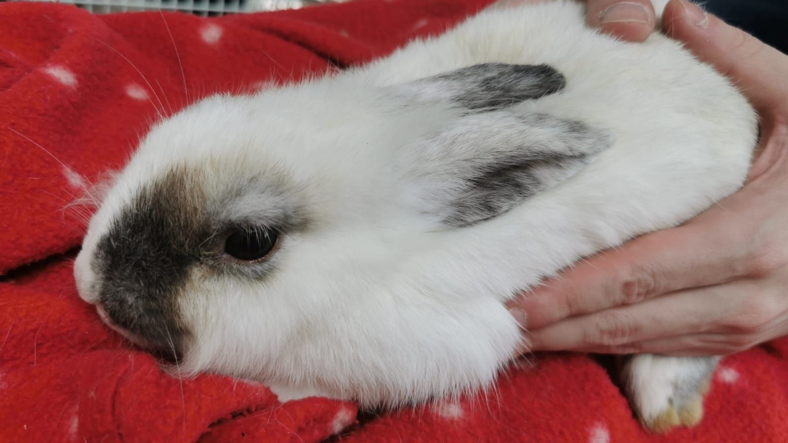 Armes Baby! Hier wurde sich offenbar dem unerwünschten Nachwuchs entledigt. 