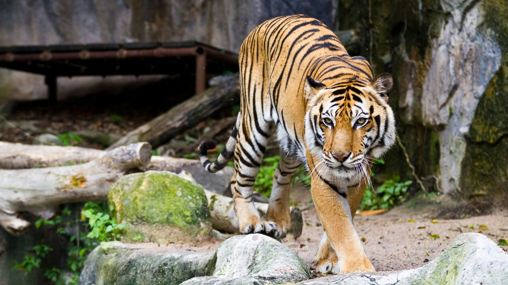 Heute.at - Kannte Risiken– Tiertrainer bei Tiger-Attacke getötet