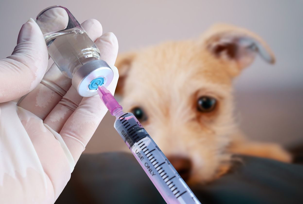 Impfungen haben vor allem seit der Corona-Pandemie einen schlechten Ruf – auch für Haustiere.