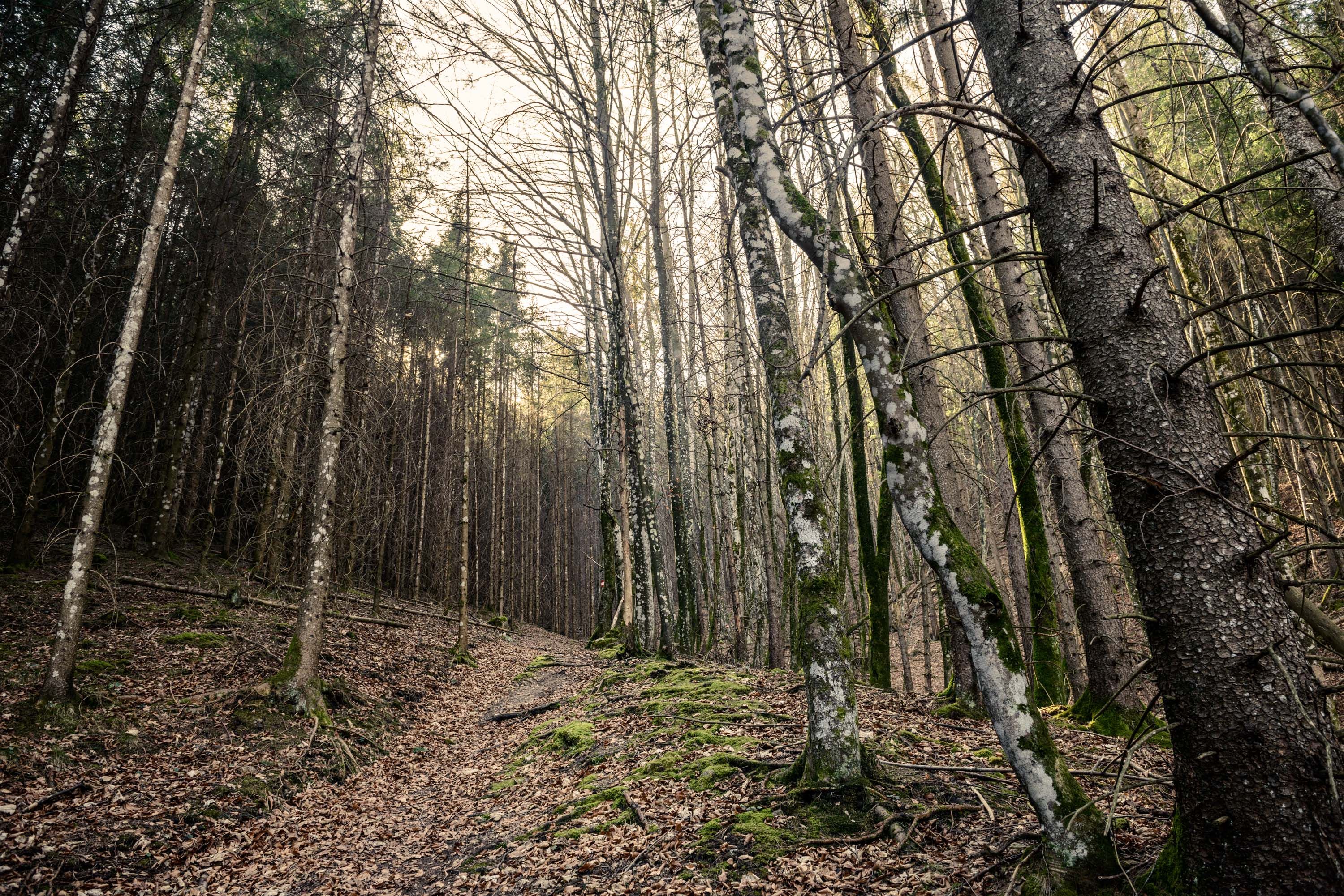 Bei einem Waldspaziergang haben zwei Kinder eine Handgranate aus dem Zweiten Weltkrieg gefunden.