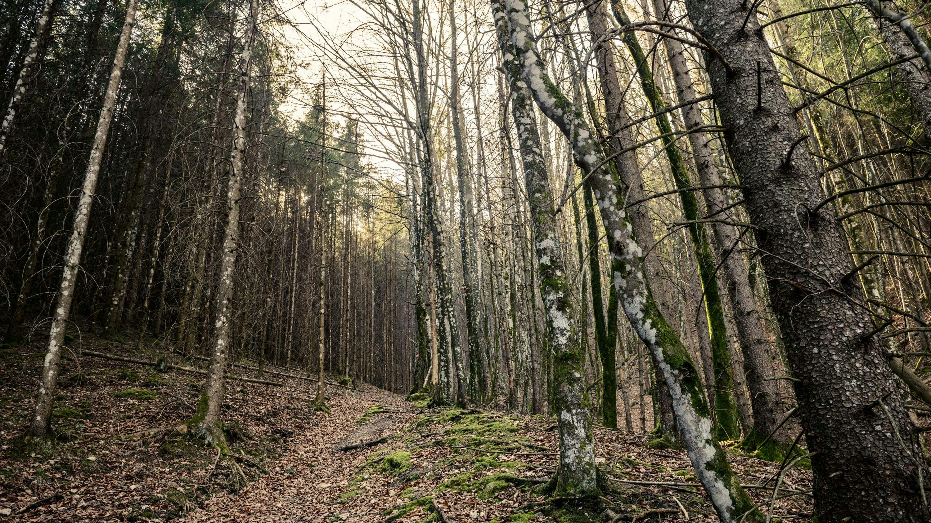 Heute.at - Mit Metalldetektor – Kinder finden Handgranate im Wald
