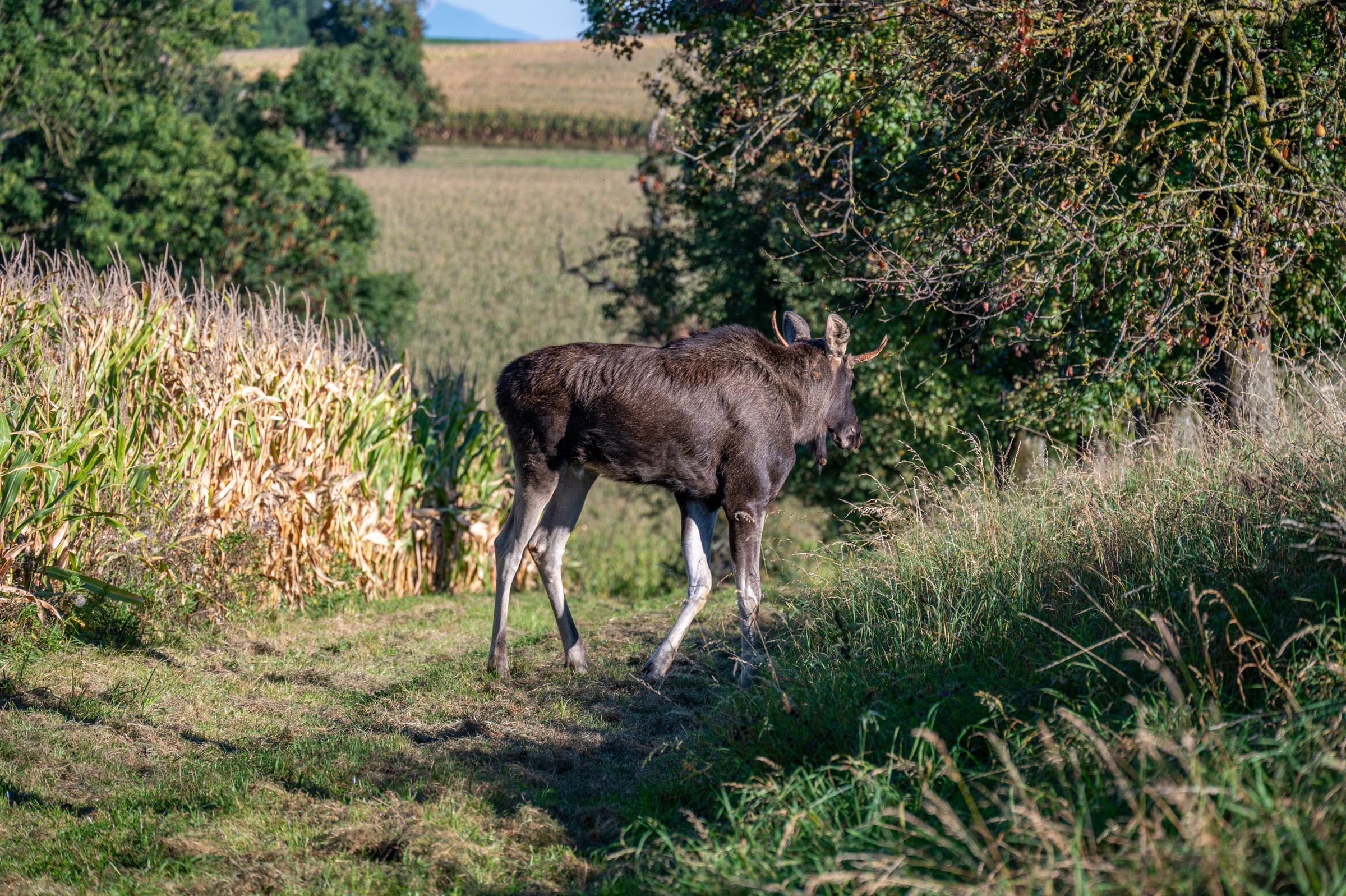 Emil wenige Stunden vor der Betäubung am Sonntagnachmittag.