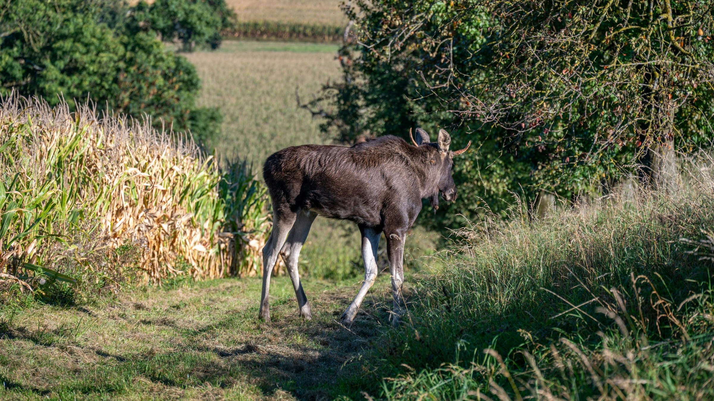 Heute.at - Elch Emil betäubt – er ist bereits im Böhmerwald