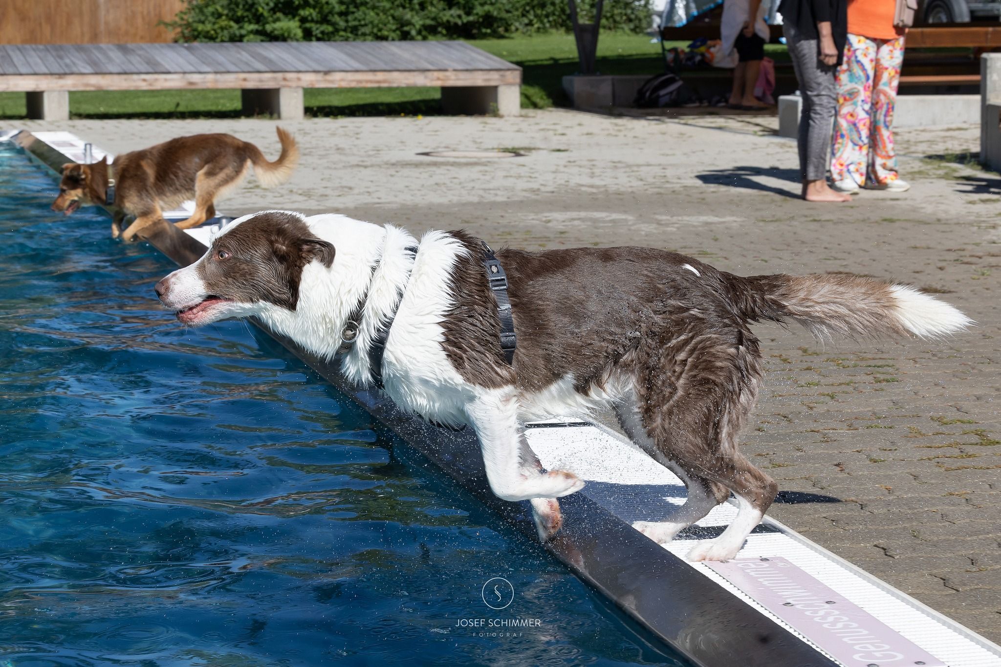 Die Hunde genießen den Sommertag im frischen Nass.