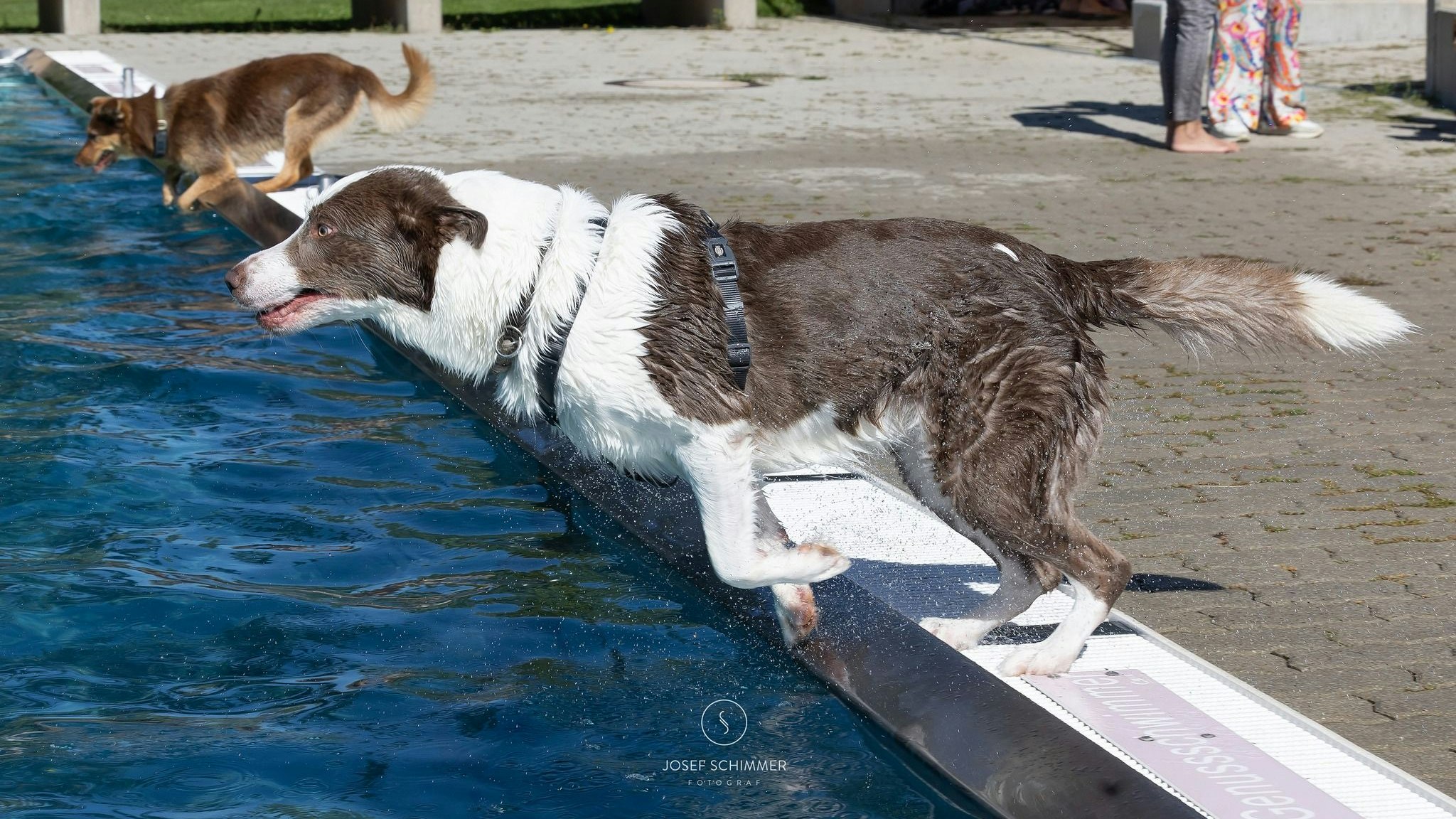 Heute.at - Platsch! Hundebadetag nach Mistelbach auch in Mödling