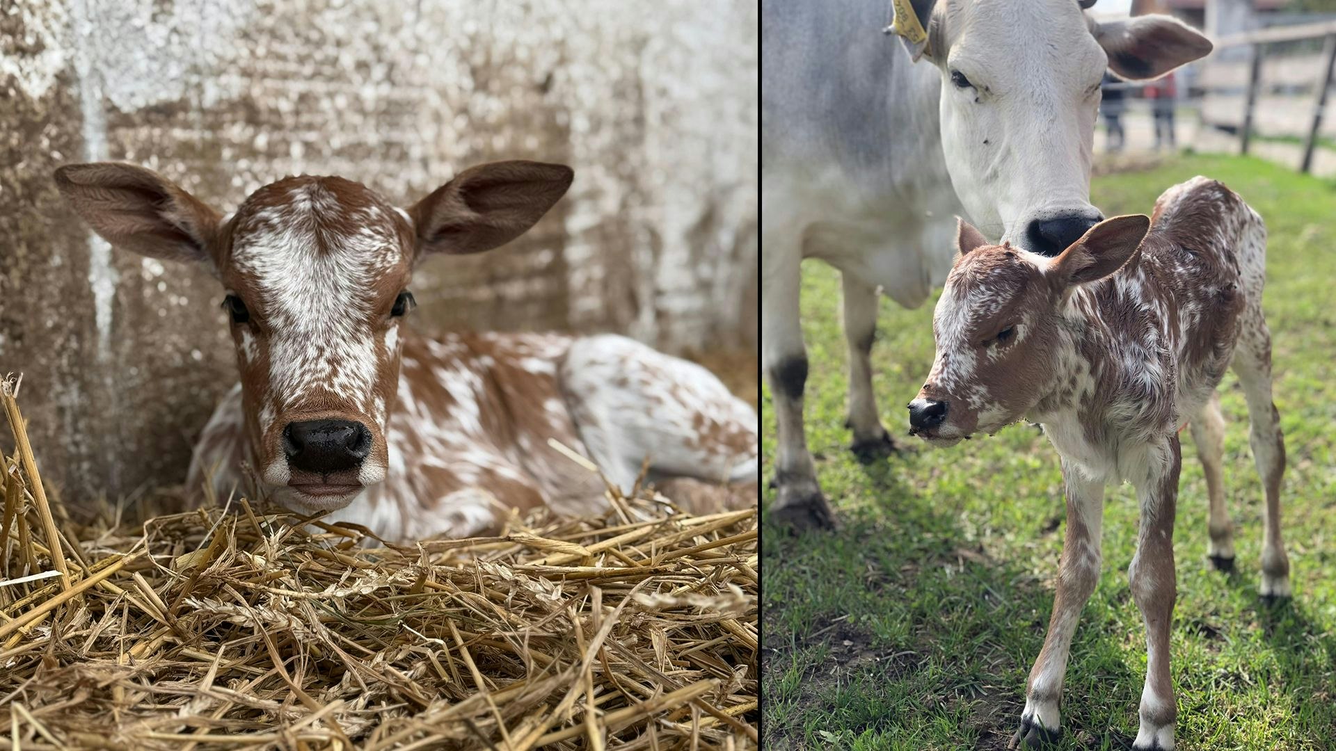 Heute.at - Wackelhörnchens Tochter braucht nun einen Namen
