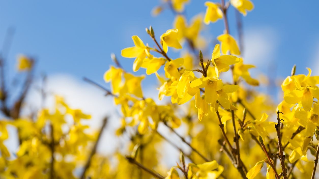 Schlecht für die Artenvielfalt: Forsythien bieten Insekten keinerlei Nahrung.
