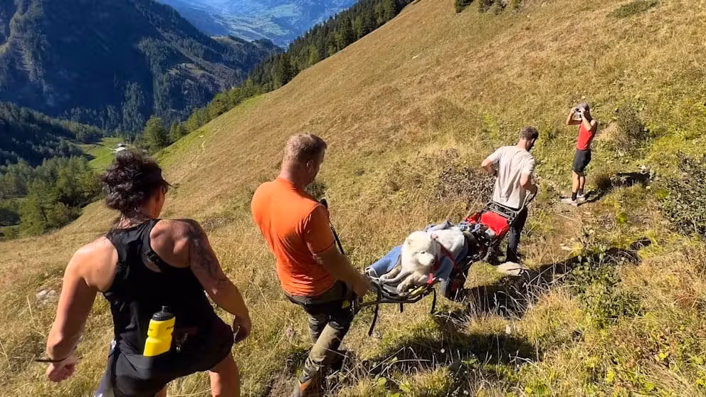 Salzburger Bergretter trugen den angeschlagenen Hund ins Tal.