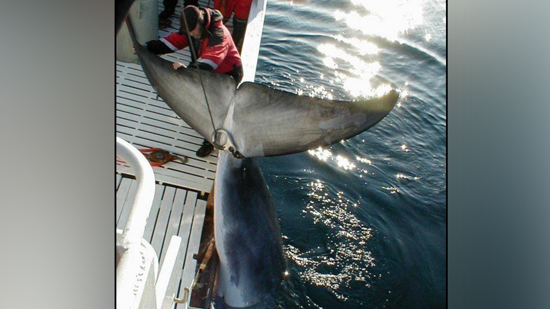 Ein Zwergwal wird an Bord eines norwegischen Walfangschiffs gezogen.