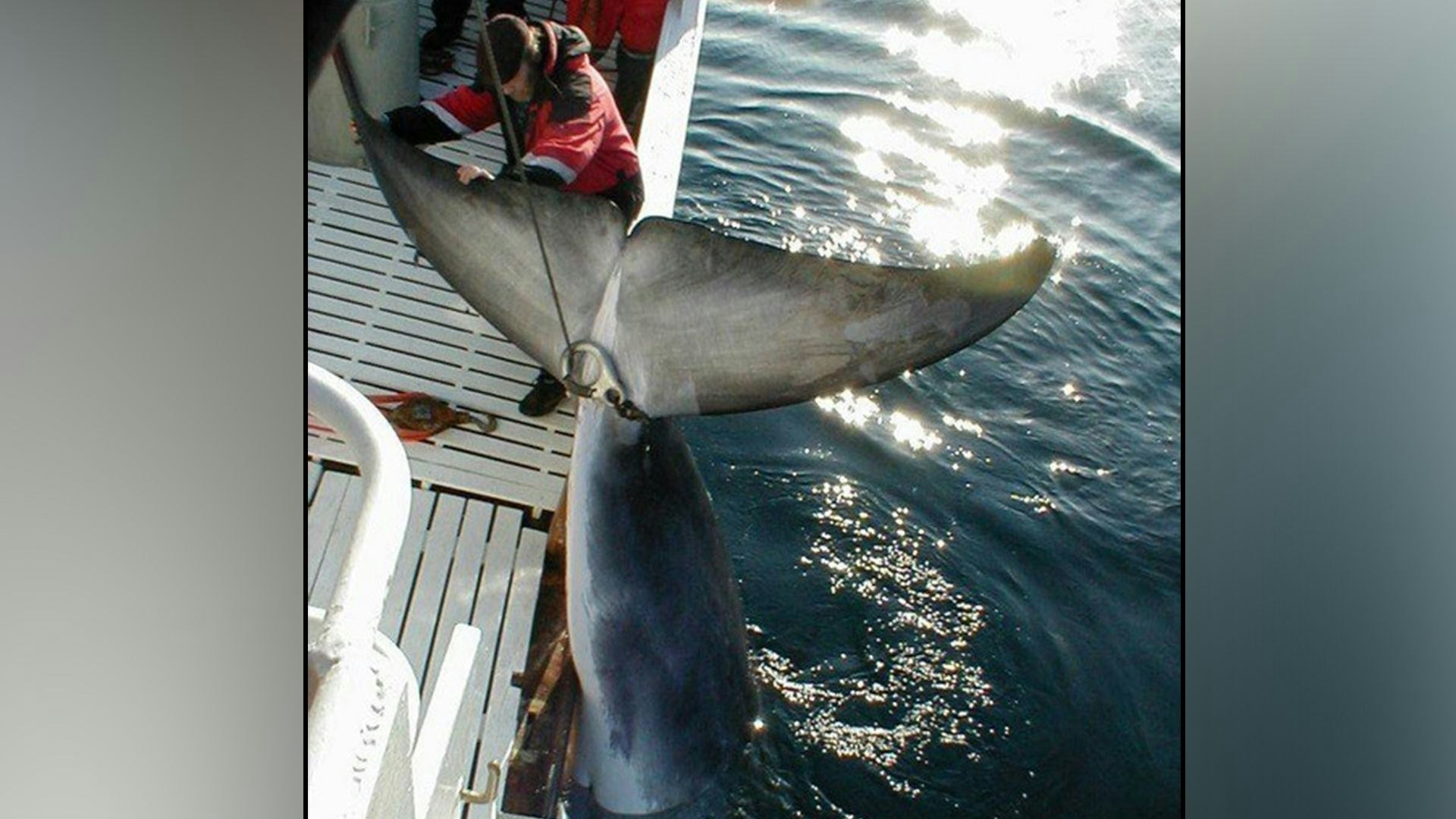 Heute.at - Weniger Konsum und trotzdem mehr Walfang?