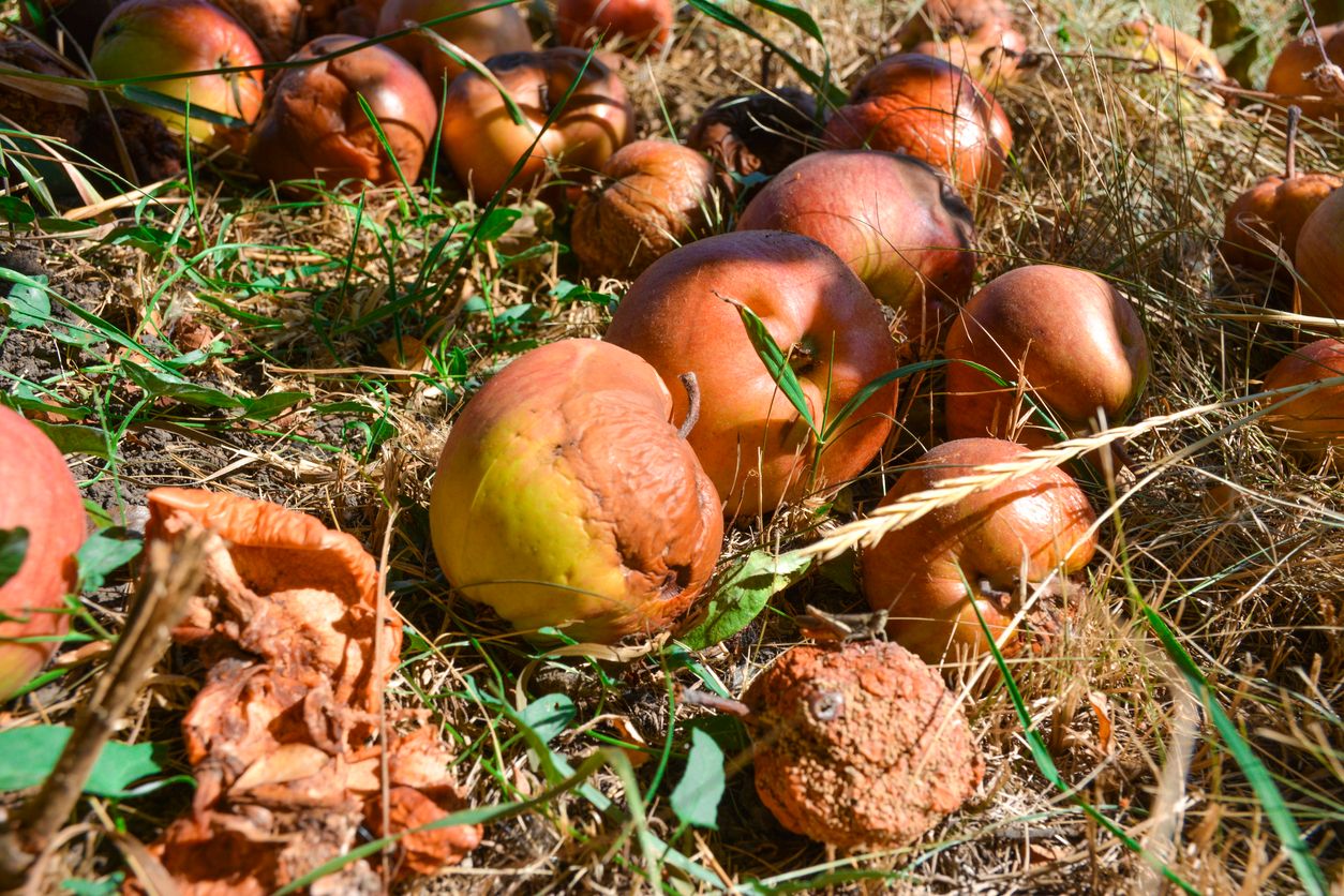 Vergorenes Fallobst im Garten ist nicht nur nicht schön anzusehen, sondern kann auch Probleme verursachen.