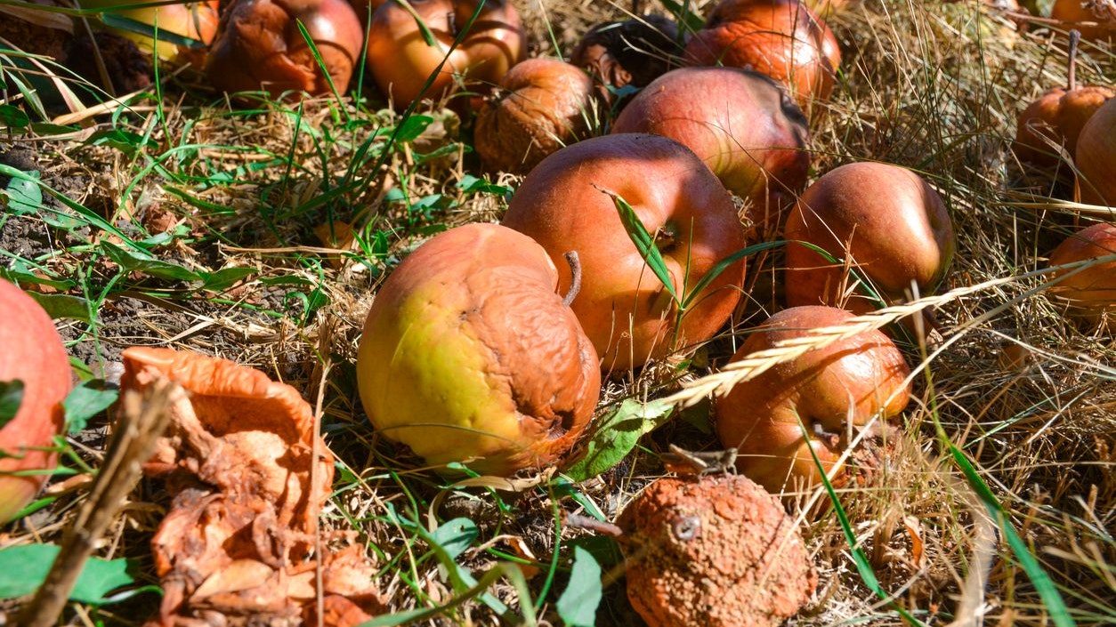 Heute.at - So teuer wird's, wenn du Fallobst liegen lässt