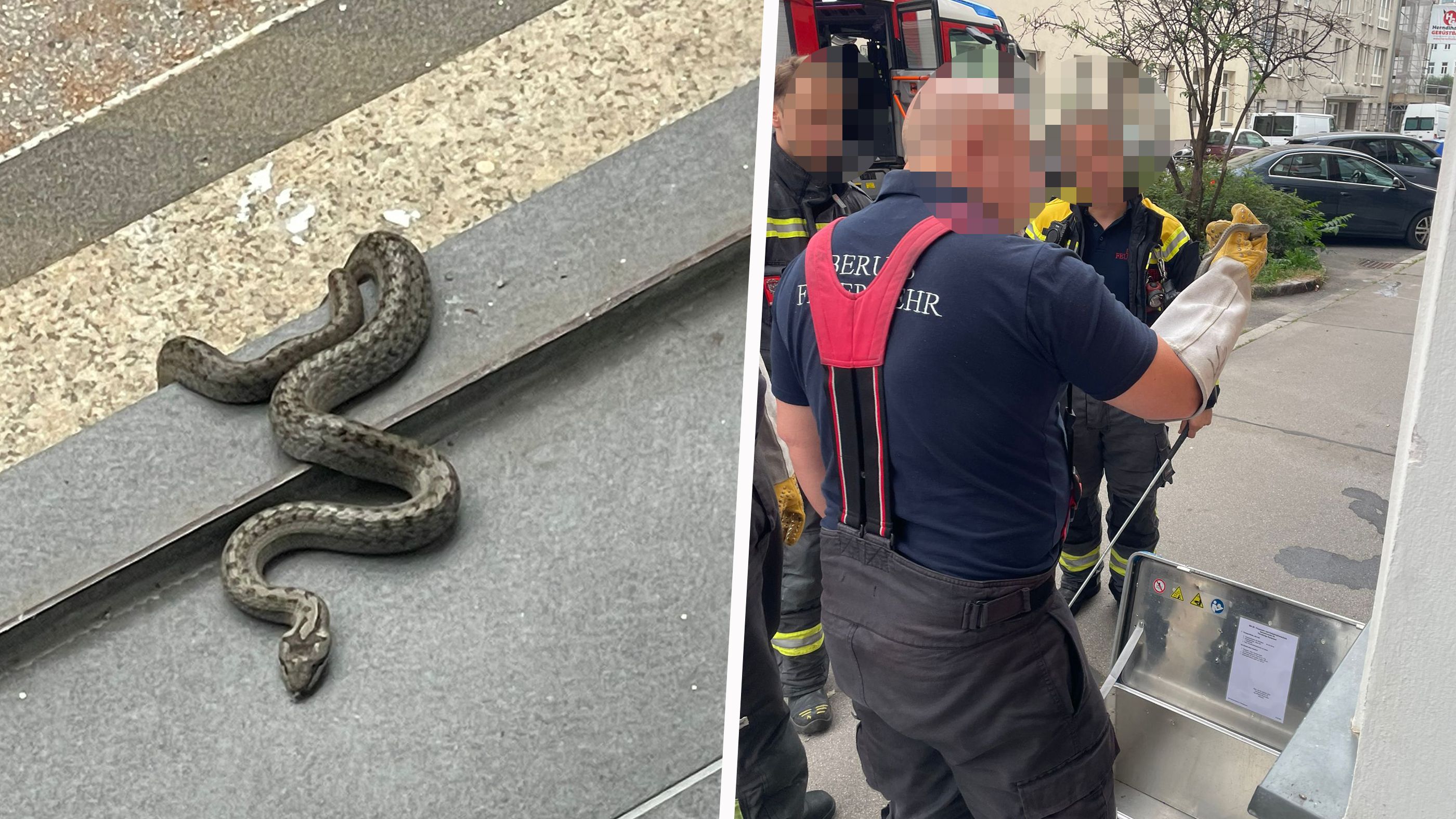 Tierischer Besuch für einen Unternehmer am frühen Dienstag in Wien.