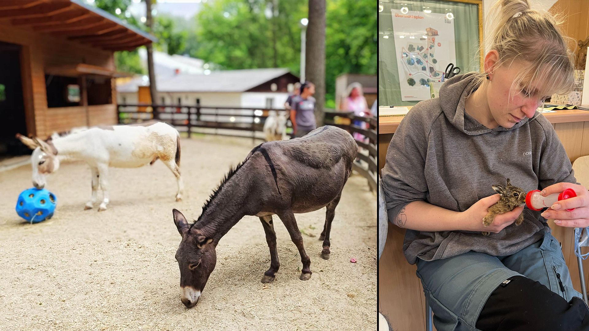 Mehr als 80 verschiedene Haustiere bis zu Eseln und Minischweine warten schon auf dich.