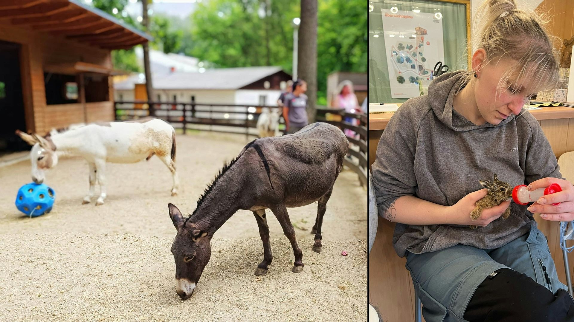 Heute.at - Hier kannst du am 4. Oktober mit Eseln Fußball spielen