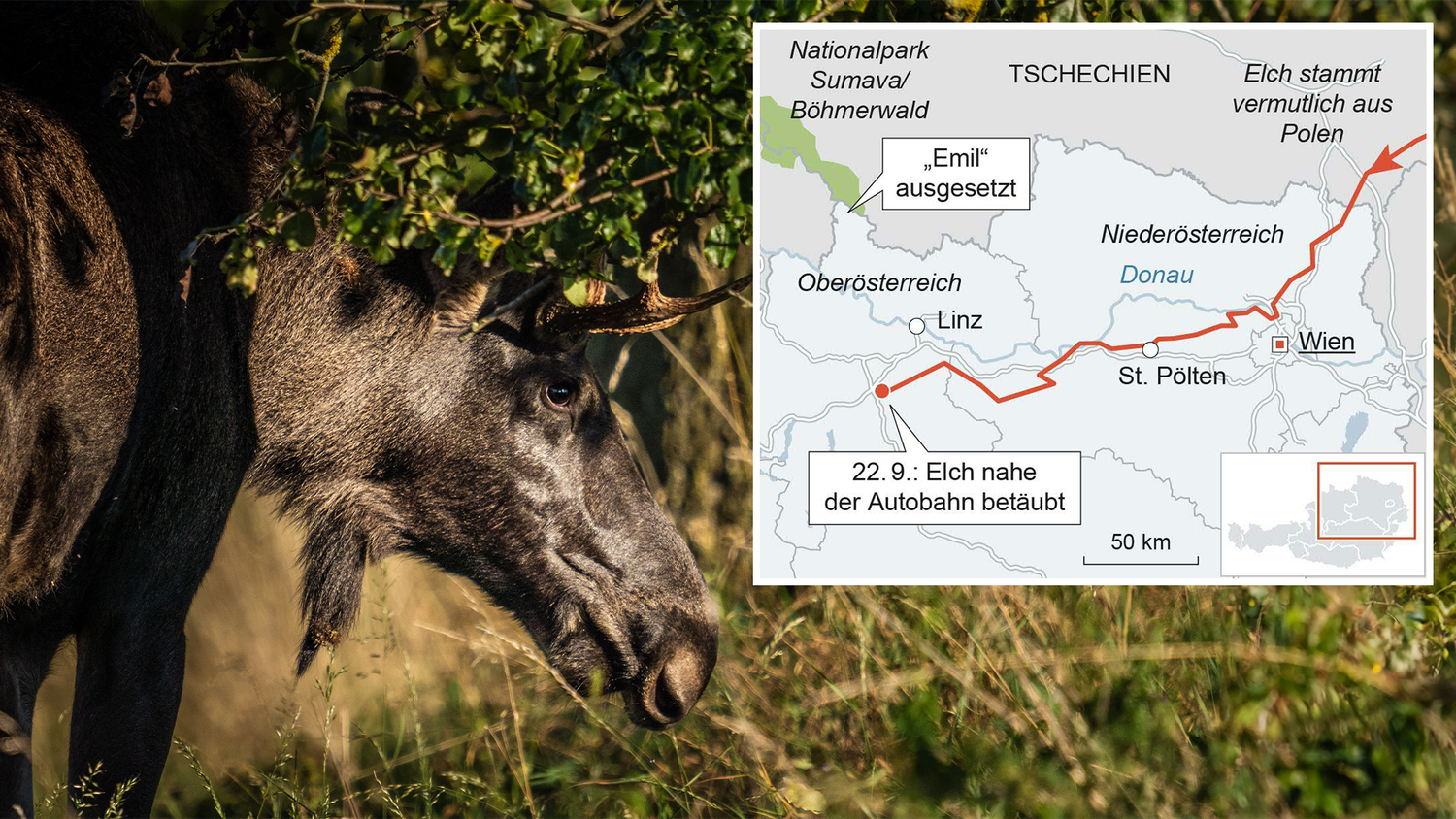 Heute.at - Emil in Freiheit – doch sein Standort bleibt geheim