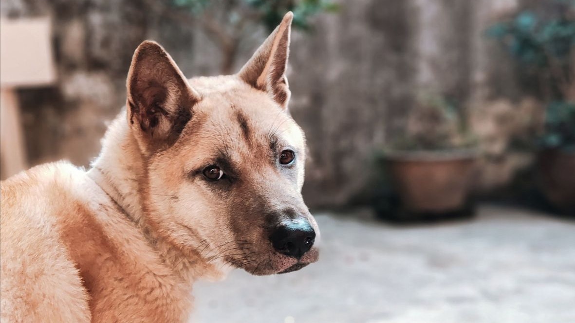 Heute.at - Diese Hunderasse darf nur in ihrer Heimat leben
