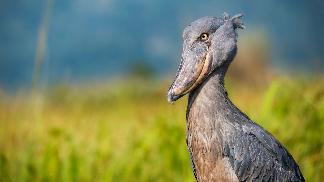 Heute.at - Beachtlich! Dieser Vogel frisst sogar Krokodile
