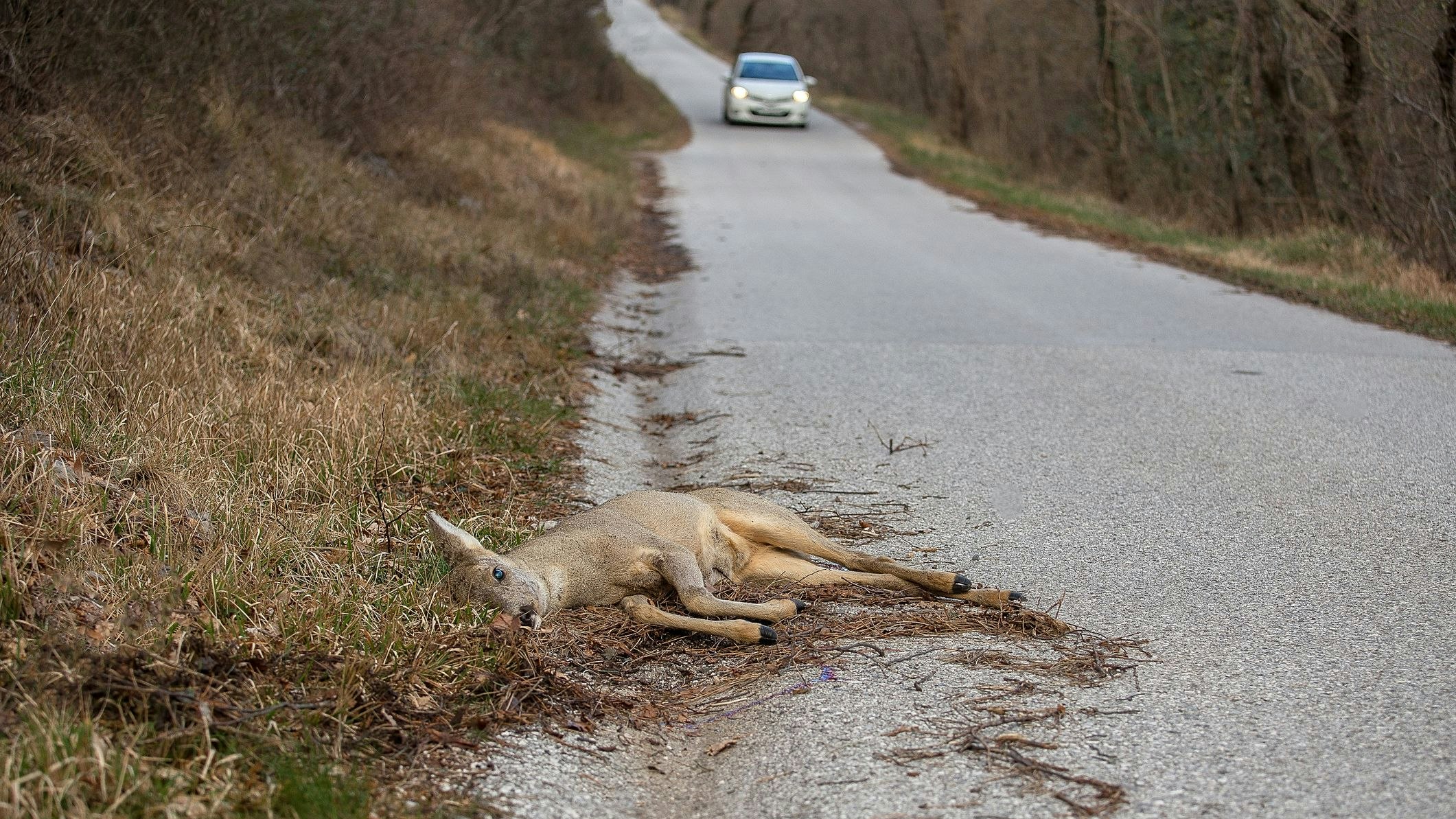 Heute.at - Herbstdrama: Mehr Wildunfälle als im ganzen Jahr