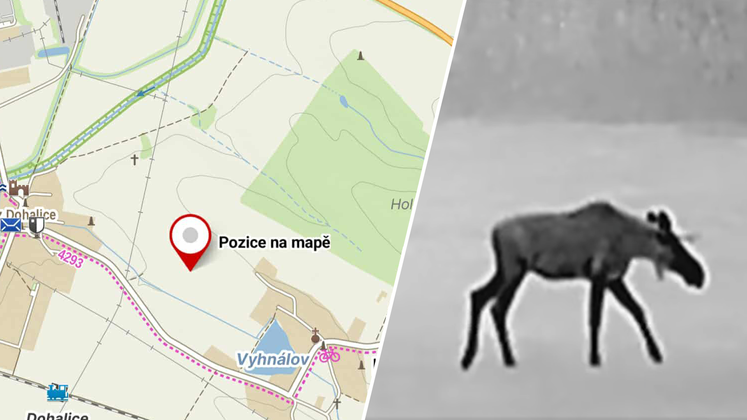 Heute.at - Emil 2.0? – jetzt streift schon wieder ein Elch umher