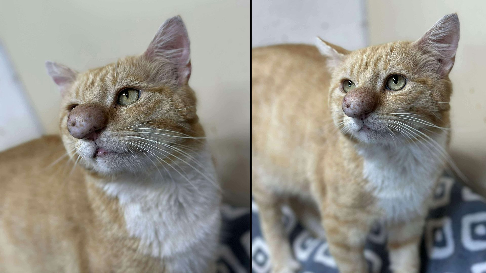 Heute.at - Kater sieht aus wie ein Clown, aber lustig ist es nicht