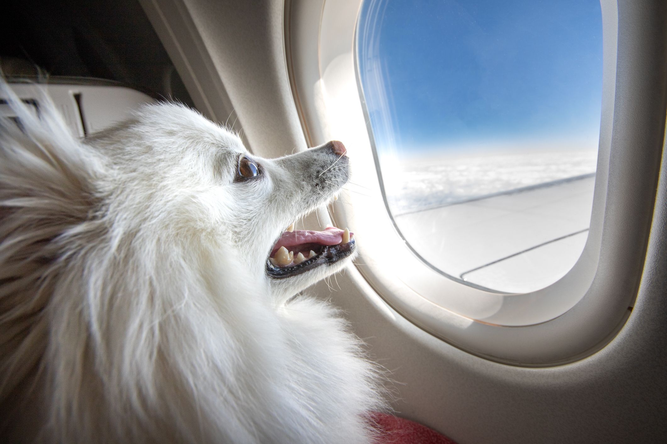 Fensterplatz statt Frachtraum gibt es künftig für kleine wie große Hunde auf Flügen von ITA Airways.