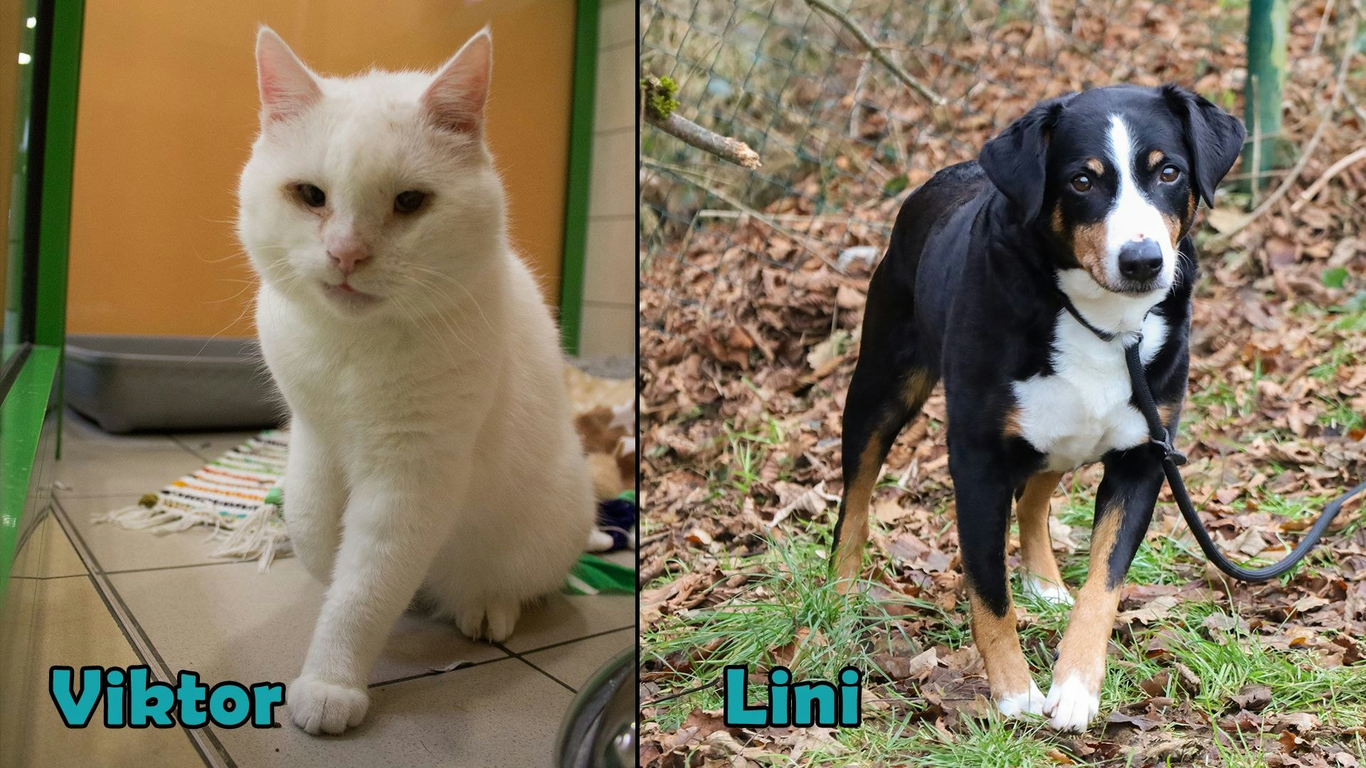 Heute.at - TIKO Kärnten: Schützlinge der Kalenderwoche 39