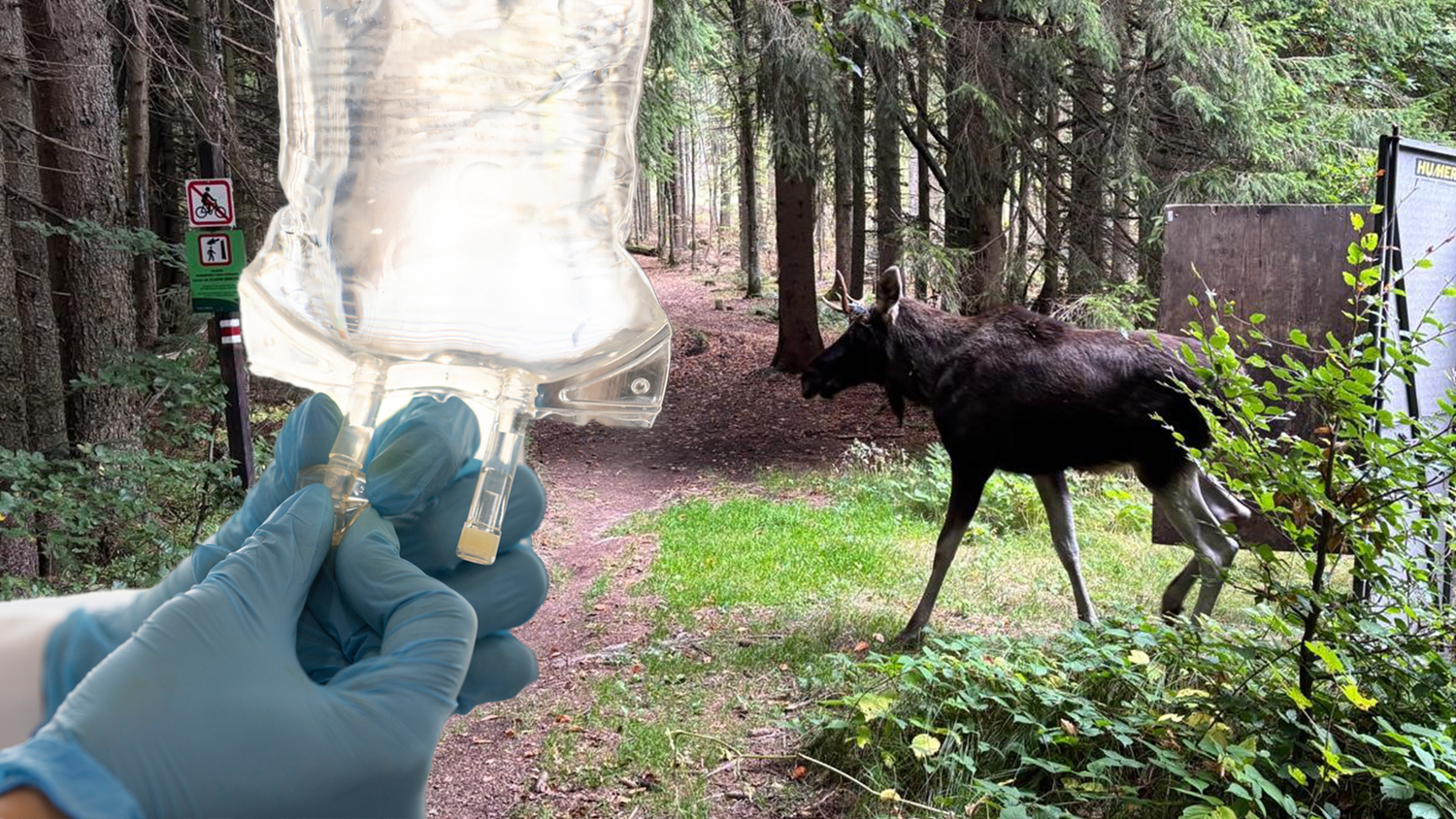 Heute.at - Enthüllt: Emil wurde noch gedopt, dann freigelassen