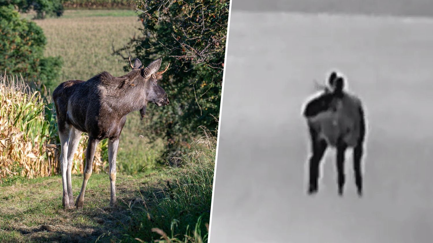 Heute.at - Scheuer als Emil: Elch marschiert Richtung Österreich