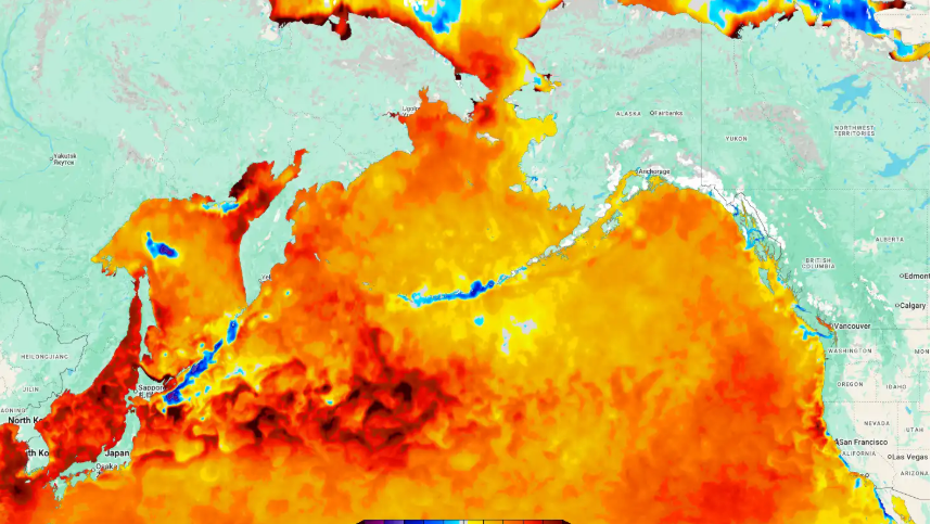 Heute.at - Rekordhitze im Pazifik – Meeresleben akut bedroht