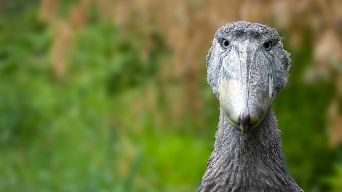 Ein bisschen mürrisch schaut er schon drein, oder? Naja, darf er auch sein, wenn wir ihm den Lebensraum streitig machen.