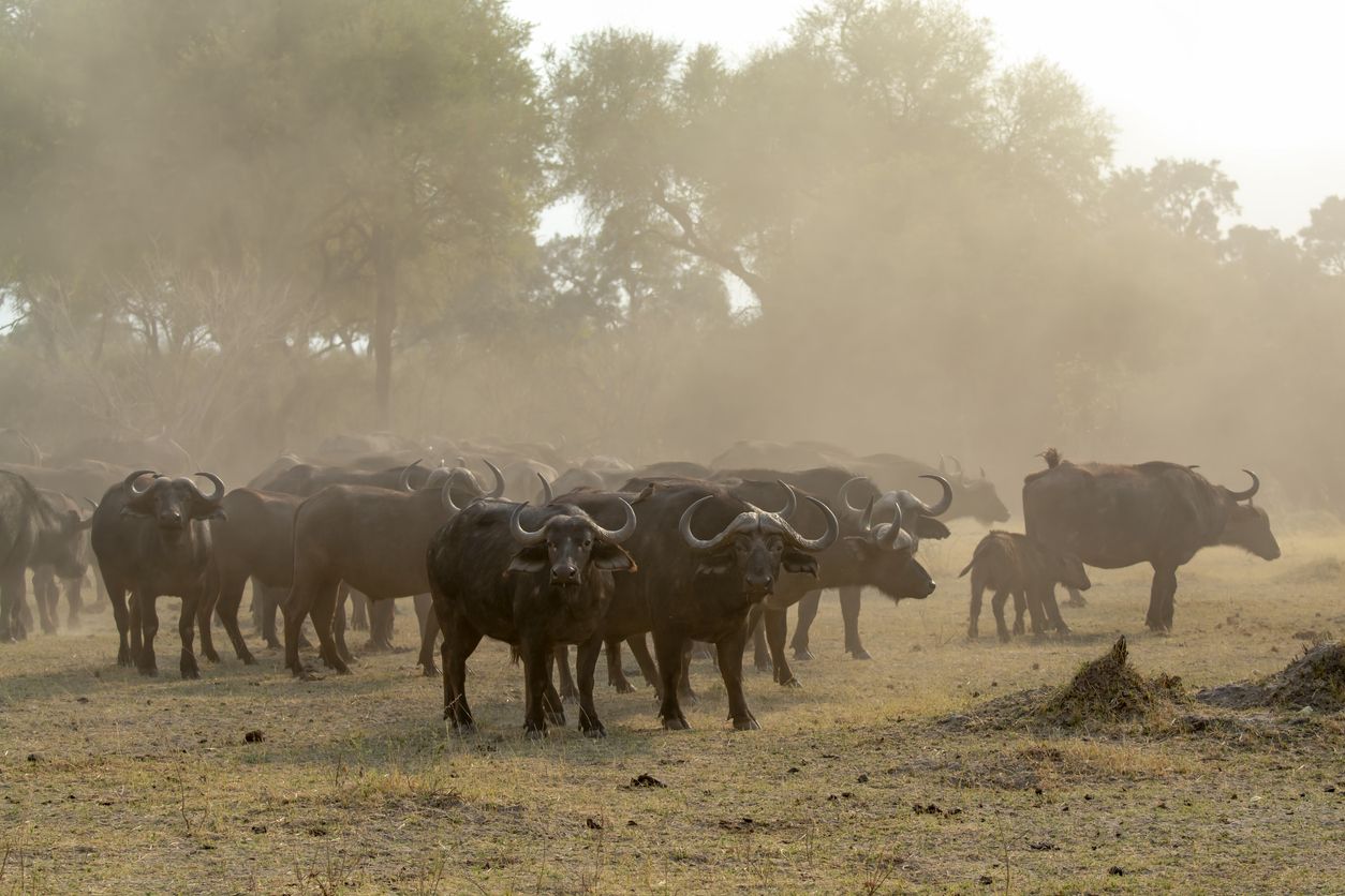 Auf der Flucht orientieren sich Büffel immer an dem Tier vor sich. 