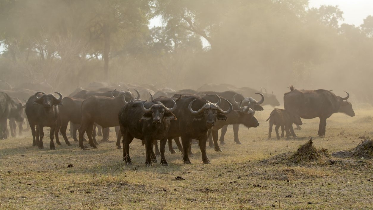 Heute.at - Deshalb sterben über hundert Büffel auf einen Schlag