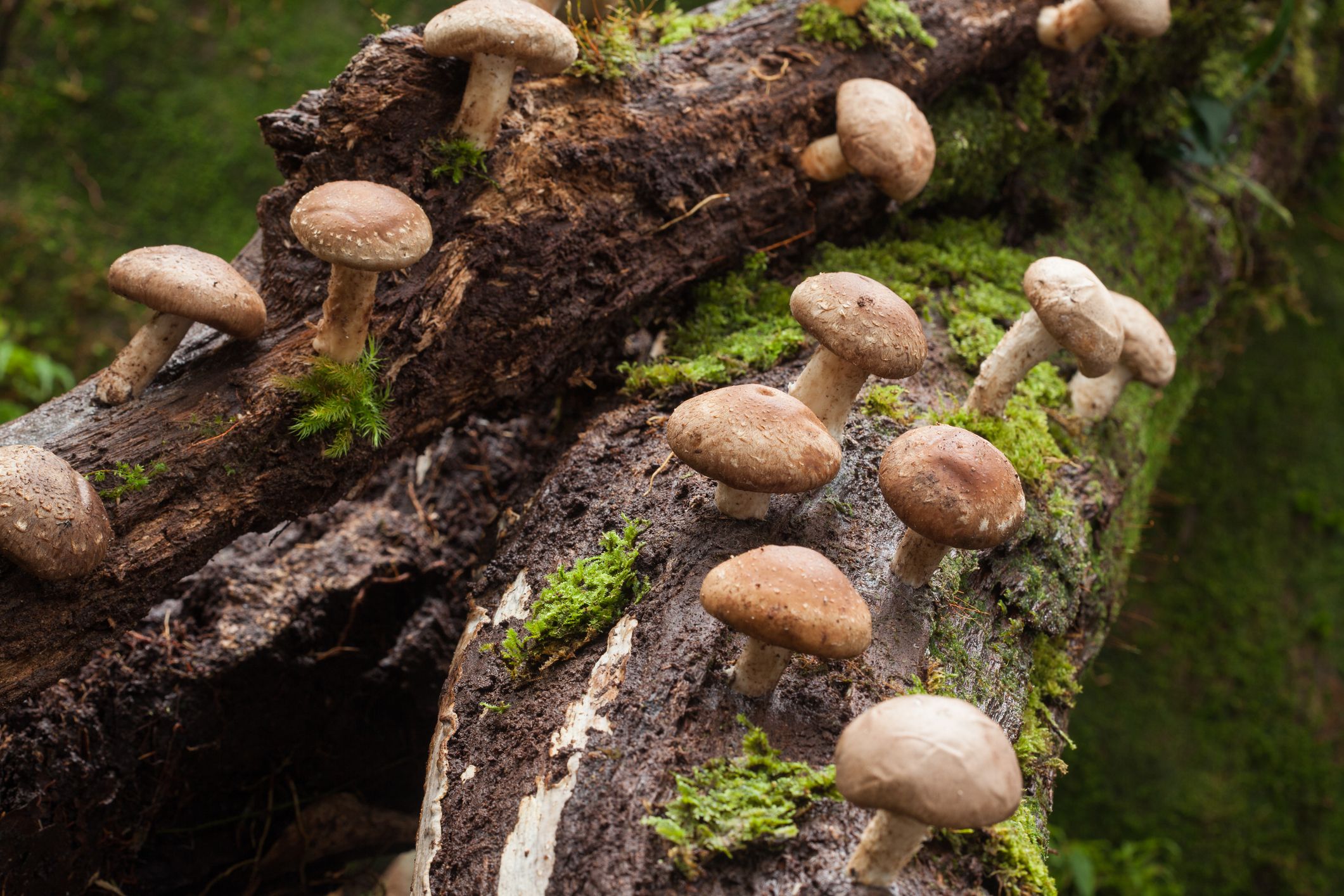 Sie wachsen unter anderem auf morschen Holz und haben eine Vielzahl an positiven Eigenschaften für Menschen: Shiitake-Pilze sind in der asiatischen Küche fester Bestandteil.