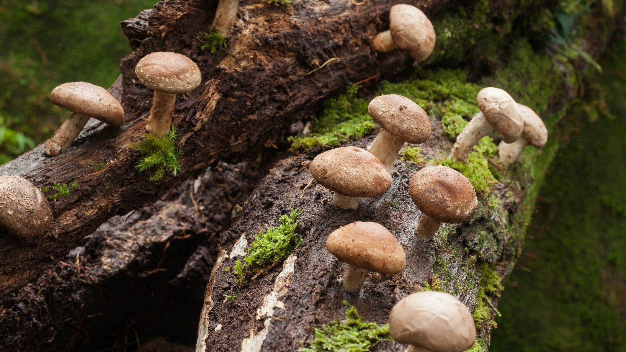 Shiitake mushroom growing on trees