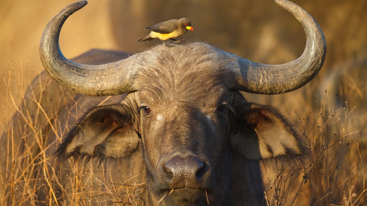 Sehr sogenannte "Kaffernbüffel" ist der bekannteste Büffel in Afrika. Er gehört zu den sogenannten "Big Five" bei Trophäenjägern. 