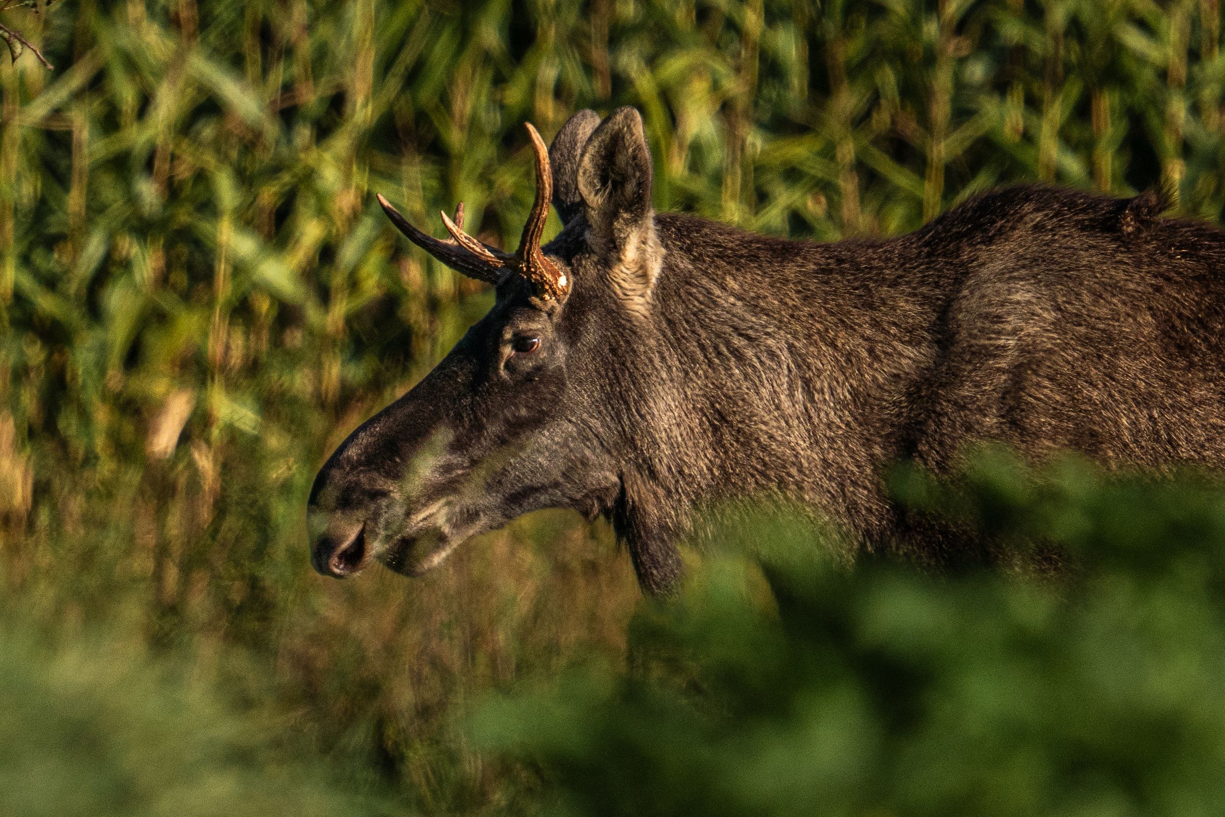 Zuletzt war Emil in Oberösterreich unterwegs. Am Montag wurde er in die Wildnis verfrachtet.