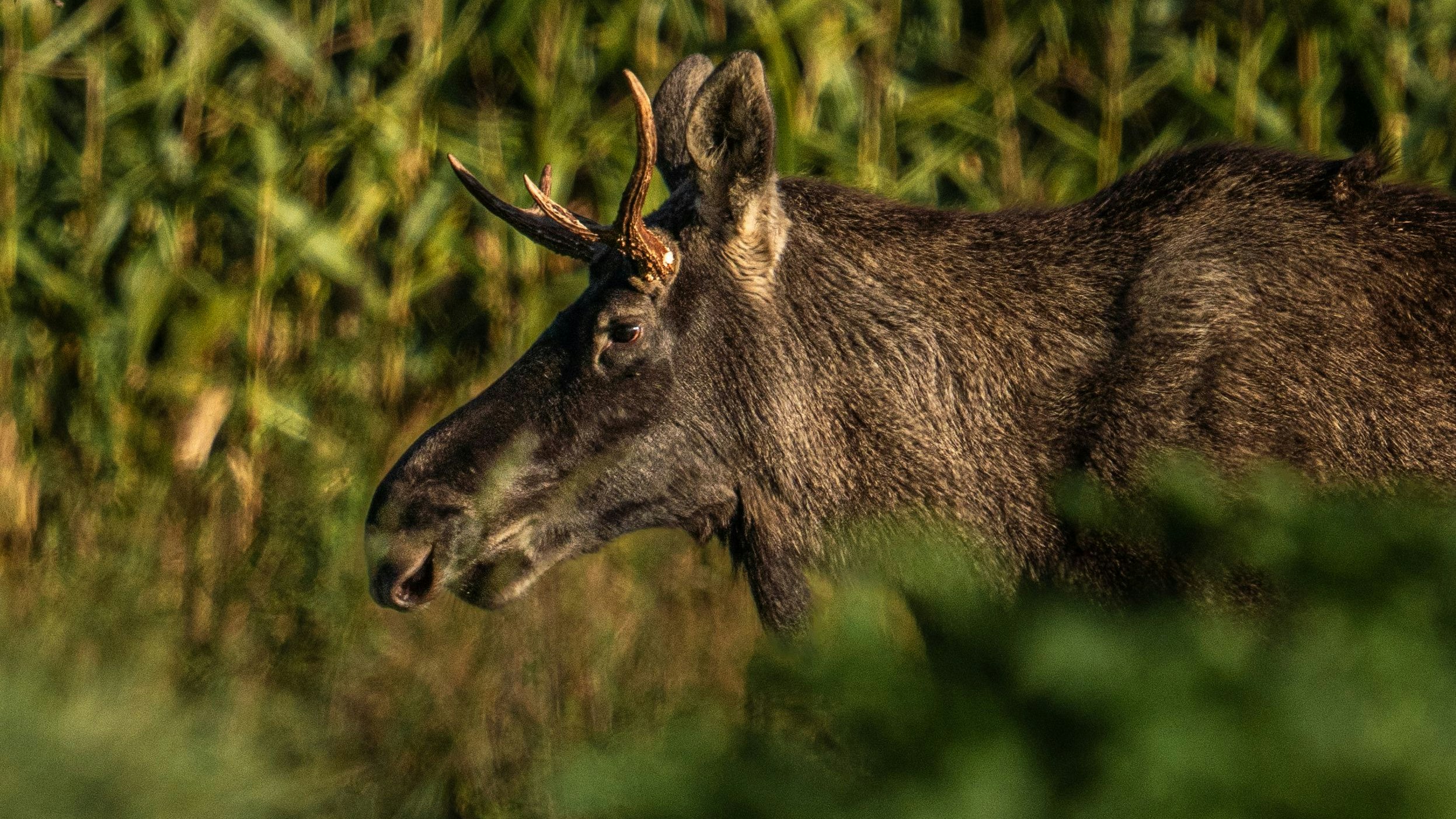 Heute.at - Jetzt ist es fix – Elch Emil hat Österreich verlassen