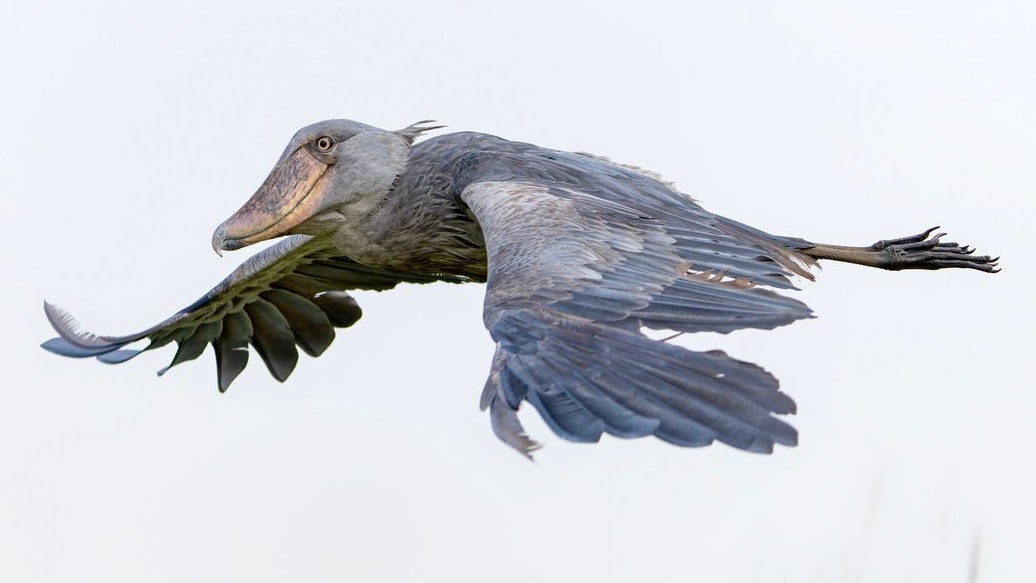 Zugegeben - im Flug sieht der Schuhschnabel nicht unbedingt elegant aus, aber er kann bis zu 500 Meter hoch in die Luft steigen.