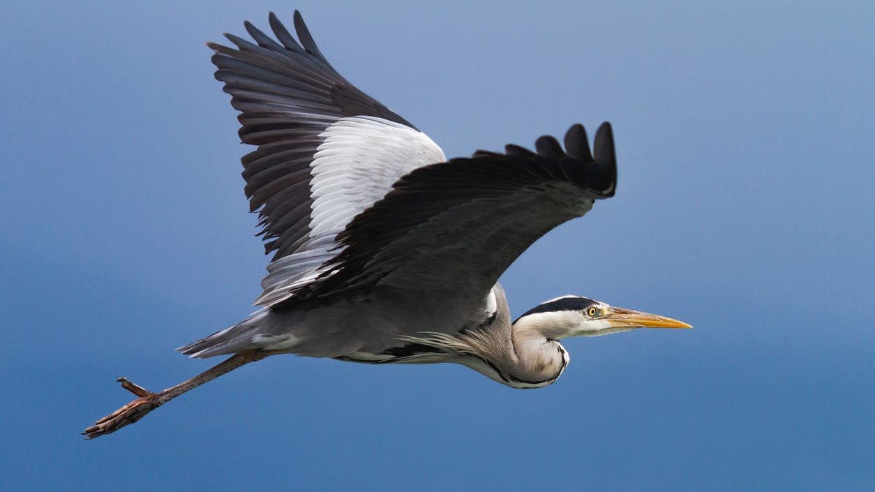 Der Graureiher zieht seinen langen Hals im Flug immer ein, während der Kranich sich richtig lang macht. 