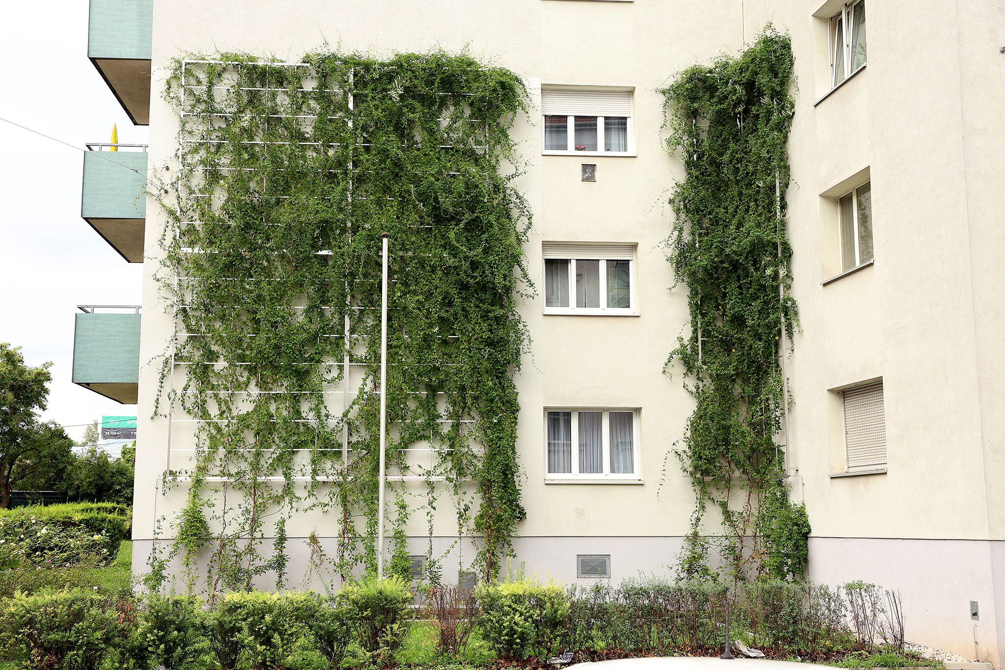 In der Herbortgasse 42 wächst das Grün bereits die Fassade entlang