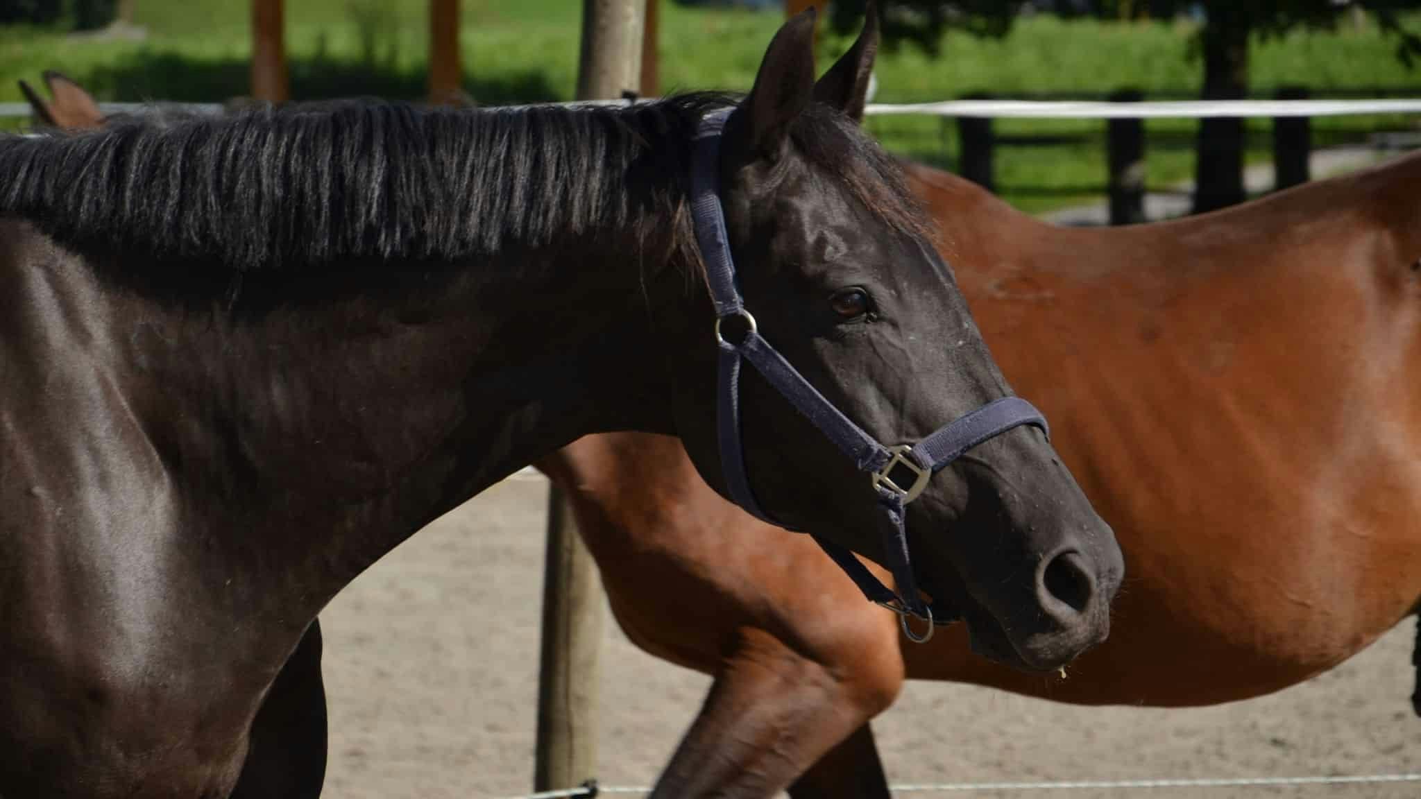 Aufgrund seiner "Kissing Spines" darf "Lucky Luke" nicht mehr geritten werden, freut sich aber sehr über Bodenarbeit und Spaziergänge. 
