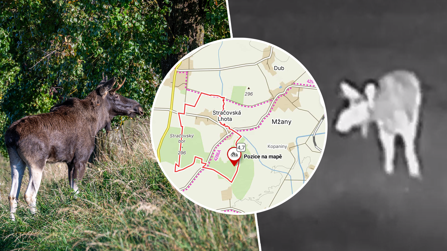 Heute.at - Emil und Lukáš – kommt es jetzt zum Elch-Showdown?