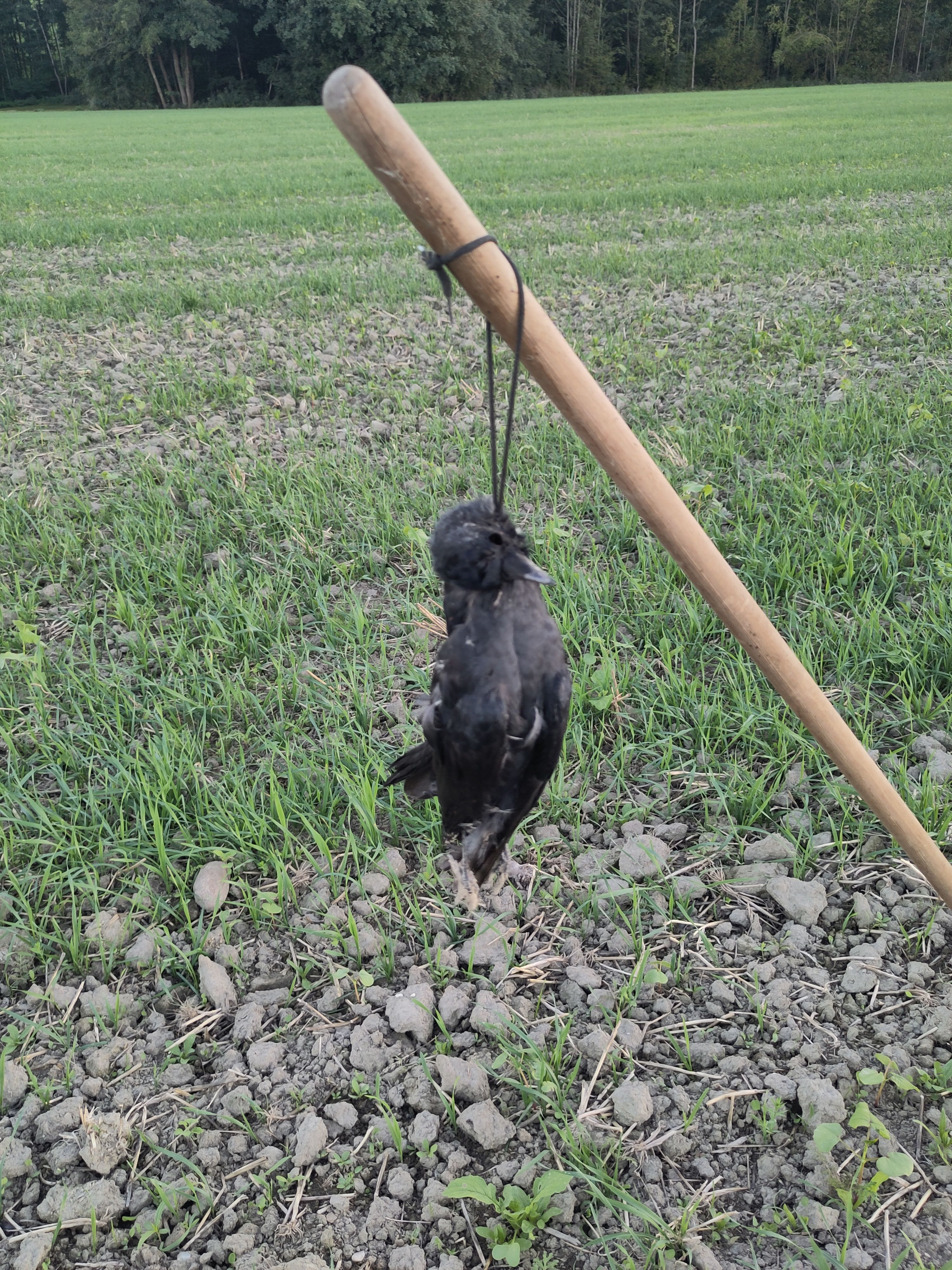 Diese tote Krähe – vermutlich zur Abschreckung aufgehängt – sorgt bei Peta für Entsetzen.