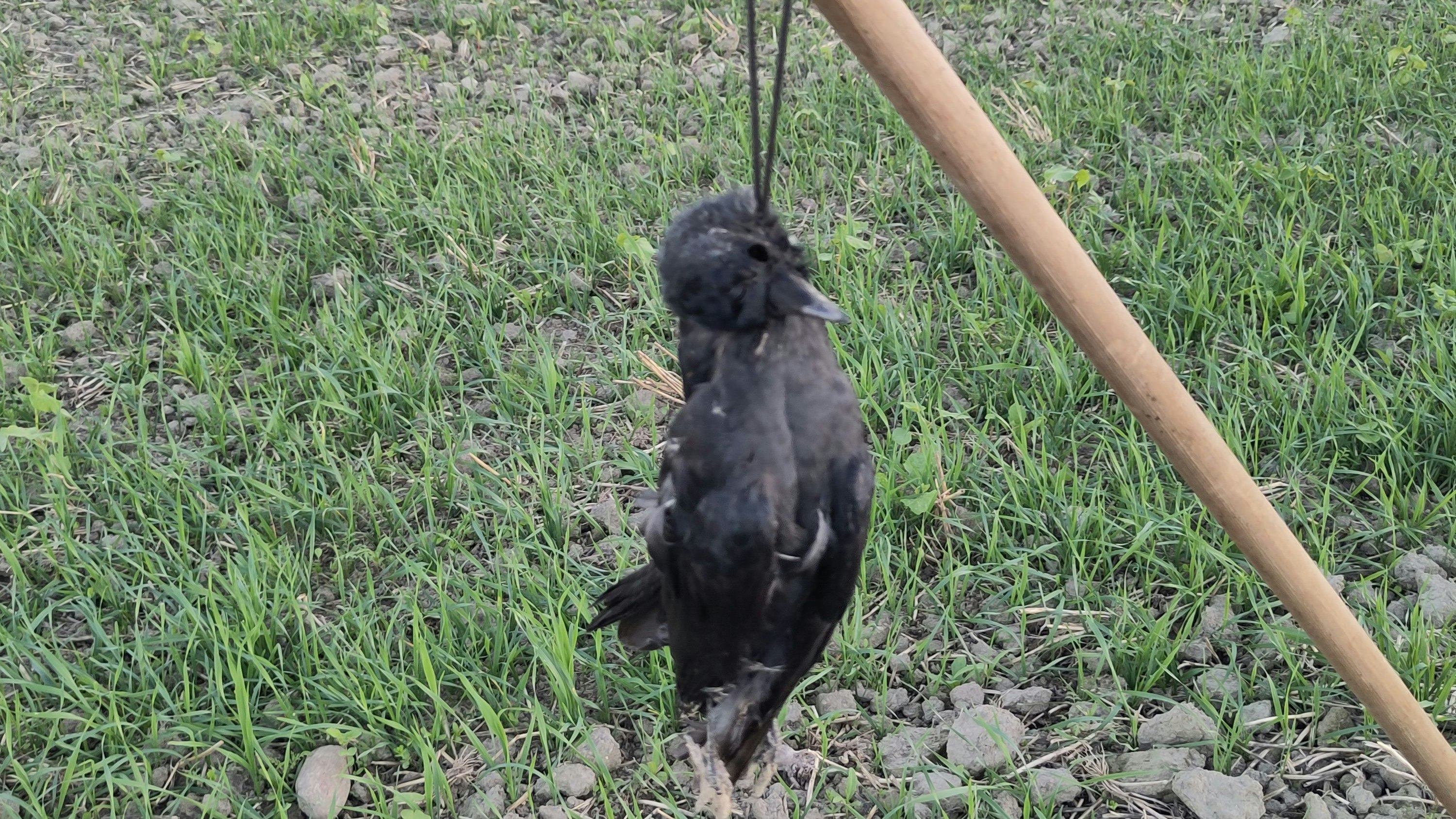 Heute.at - Anblick schockierend – tote Krähe auf Feld aufgehängt