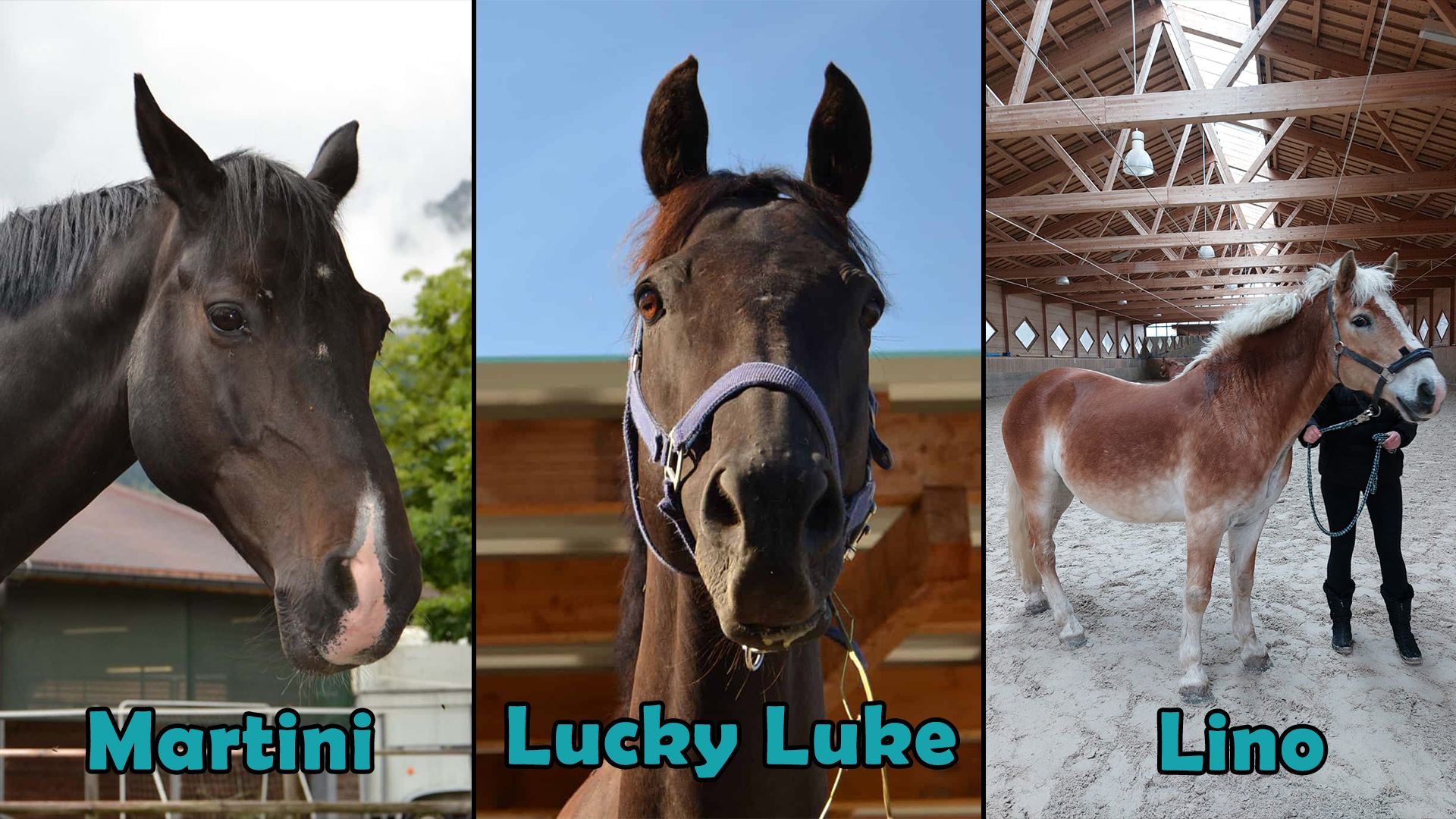 Diese drei Schönheiten sind auf der Suche nach einem neuen Zuhause.