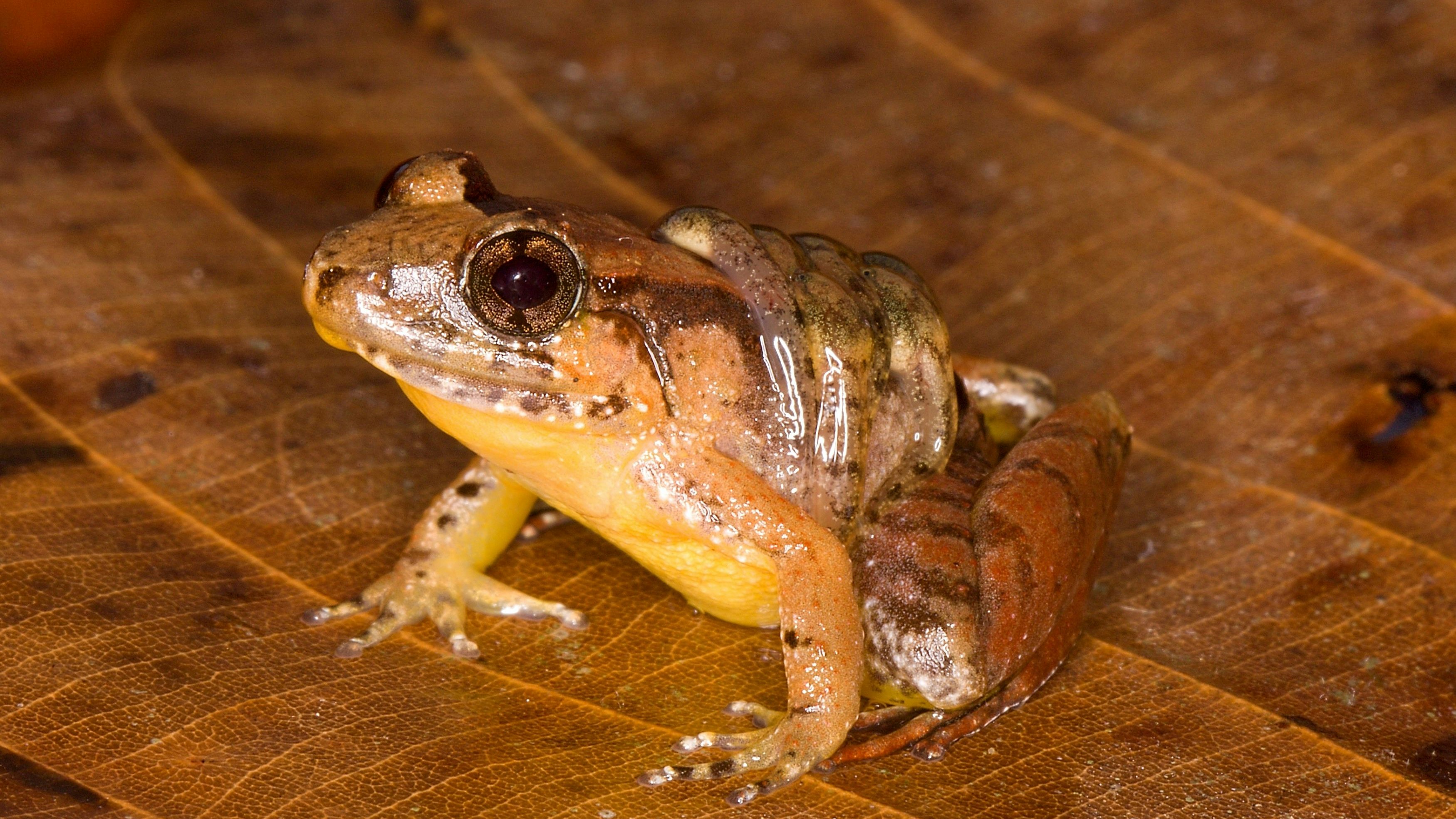 Heute.at - Kaum Überlebenschance! Neue Froscharten auf Borneo