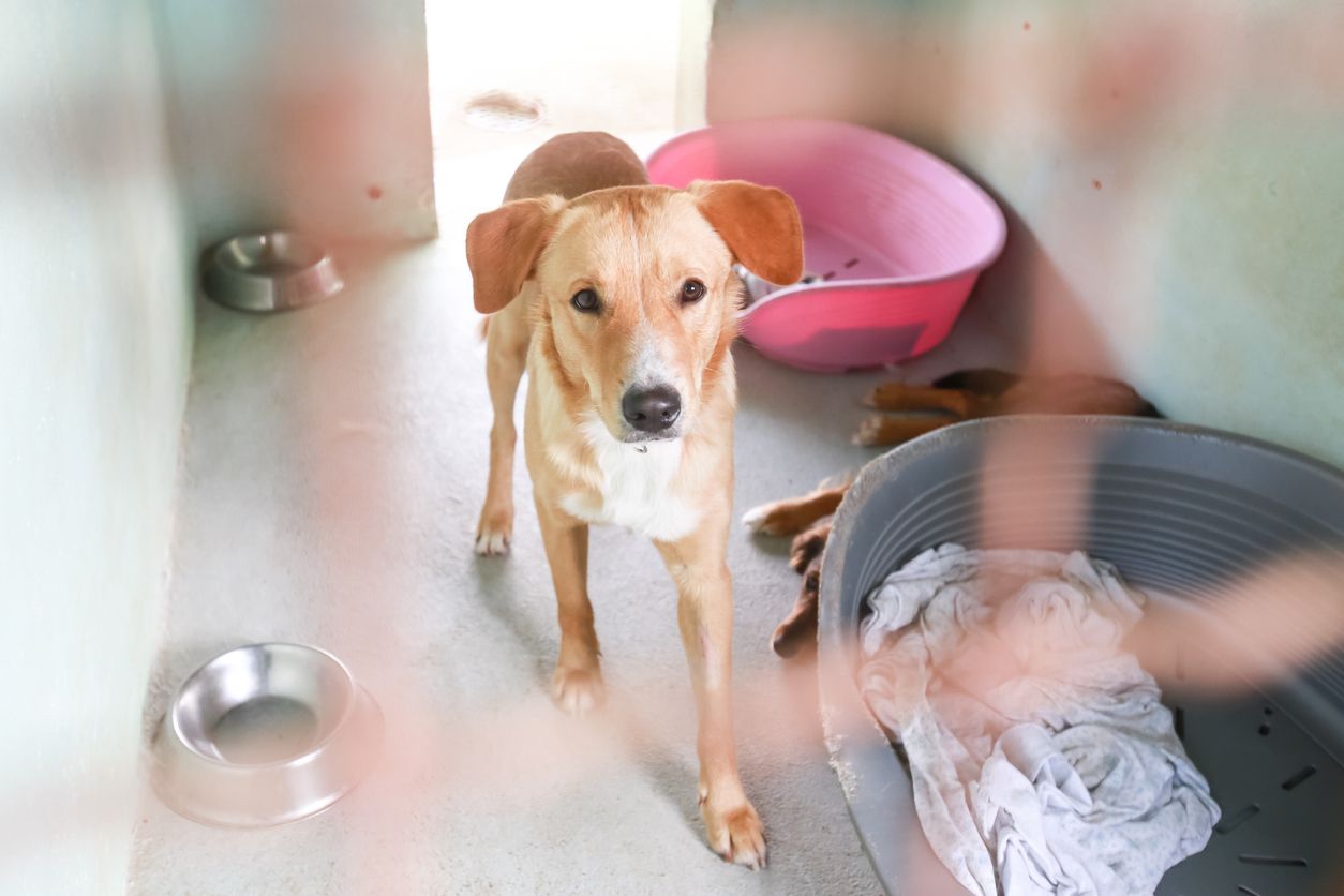 Die Sommer-Bilanz des Tierquartiers Wien ist erschreckend.